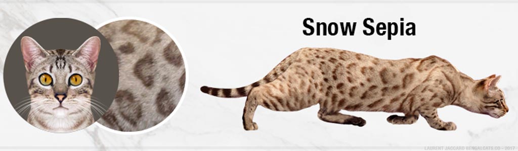 color snow sepia bengal cats