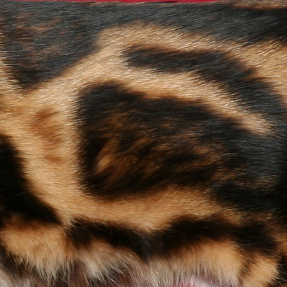 Marble bengal cats