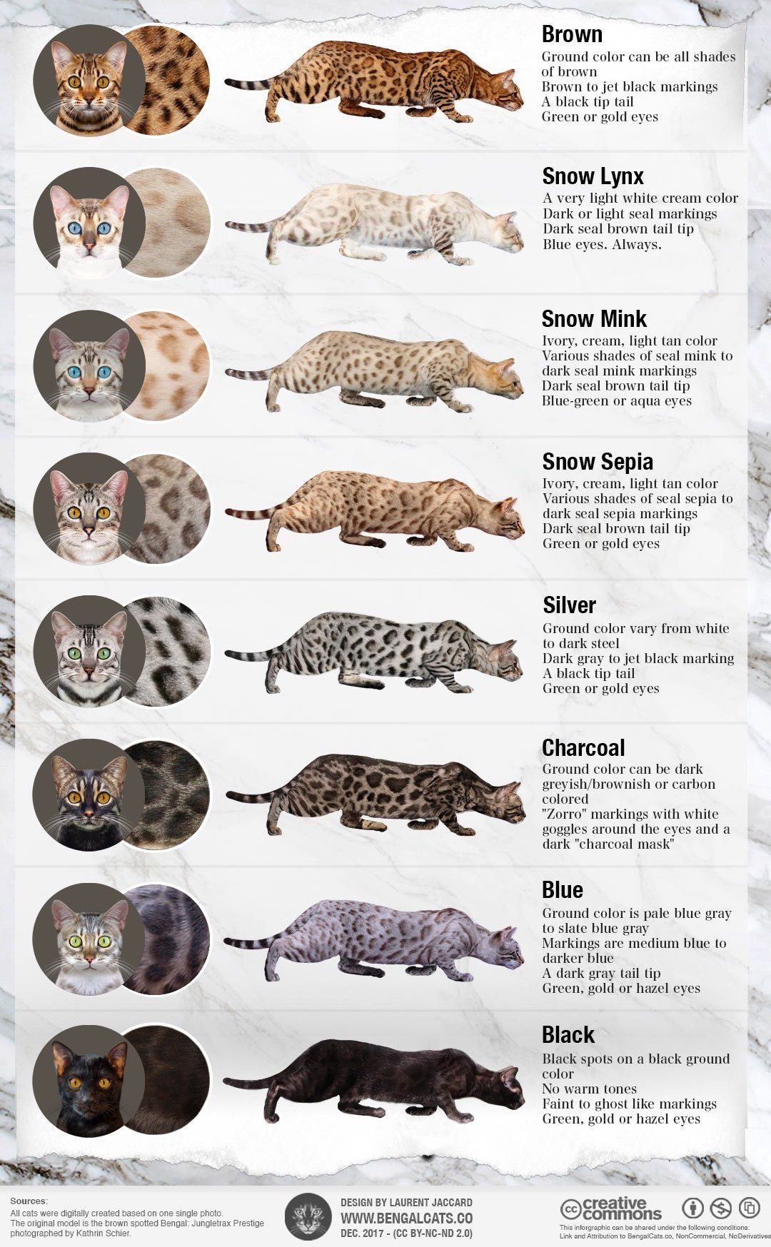 color bengal cat colors patterns coat infographic