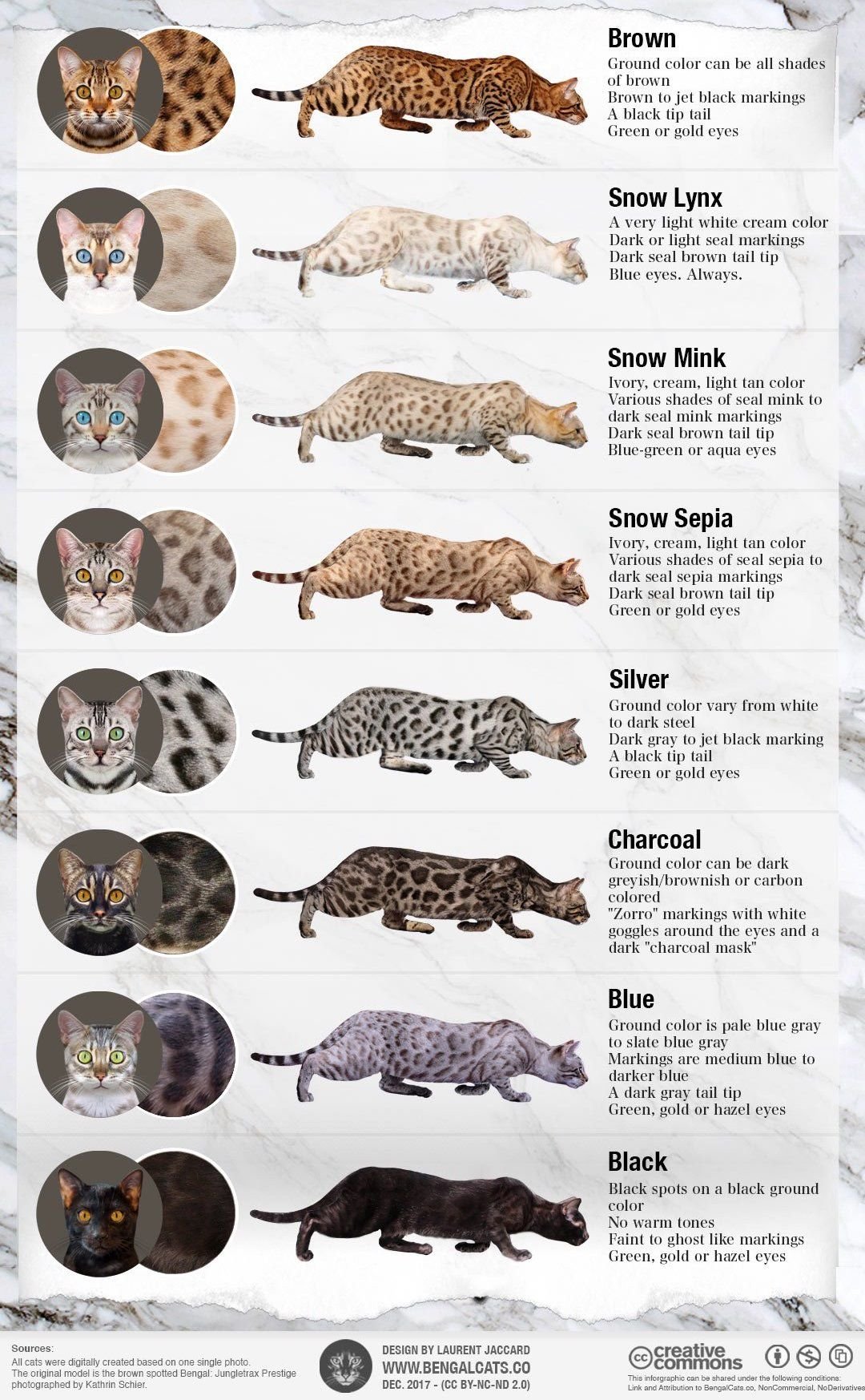 Snow Lynx Bengal Cat Best To This Unique Breed Animalyour Snow Lynx Bengal Cat Best To This Unique Breed Animalyour
