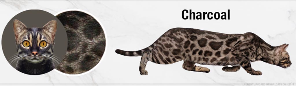 color brown charcoal bengal cats