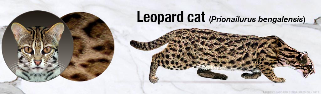 color leopard cat color pattern