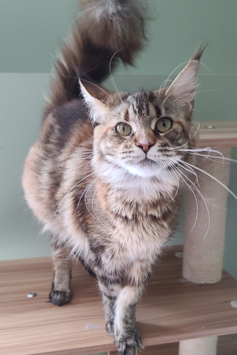 leila