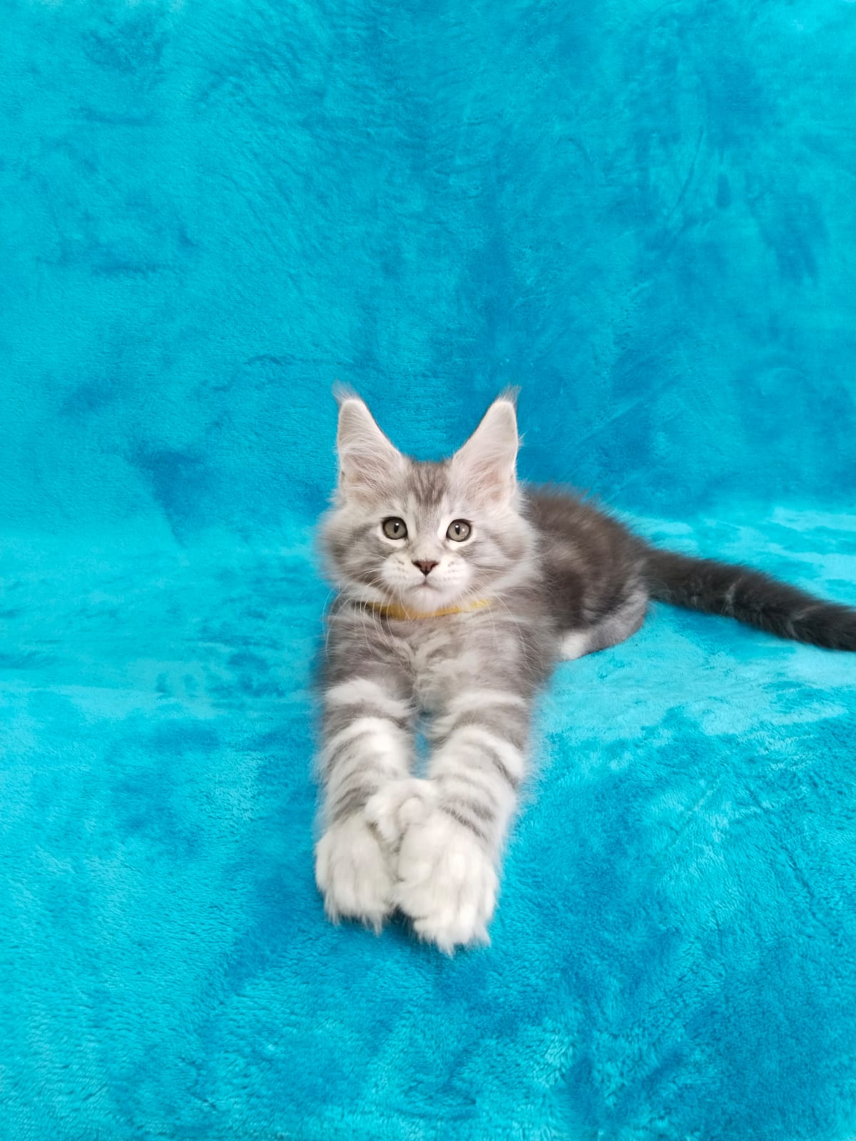 TEST1