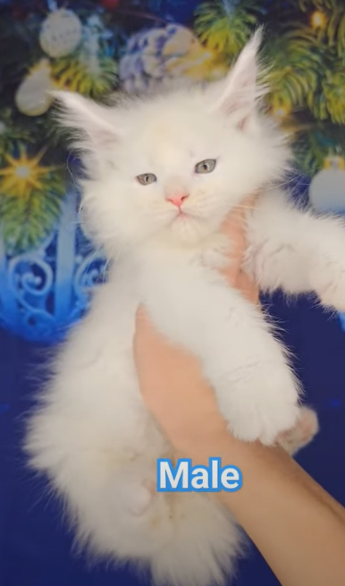 TEST1