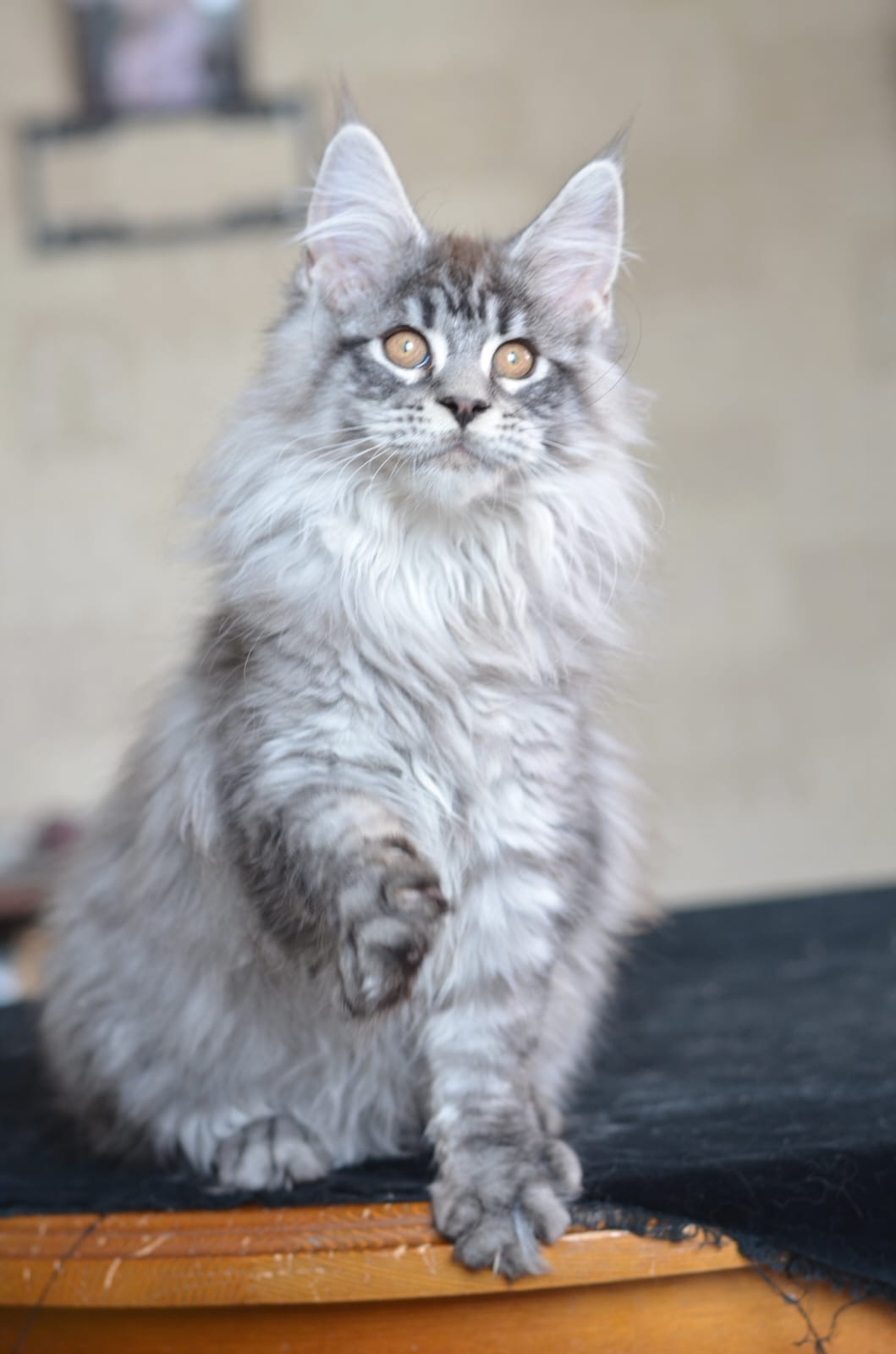 TEST1