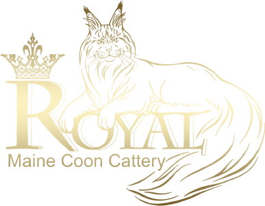 Maine Coone Breeders