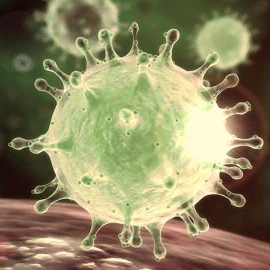 Feline Coronavirus (FCoV)